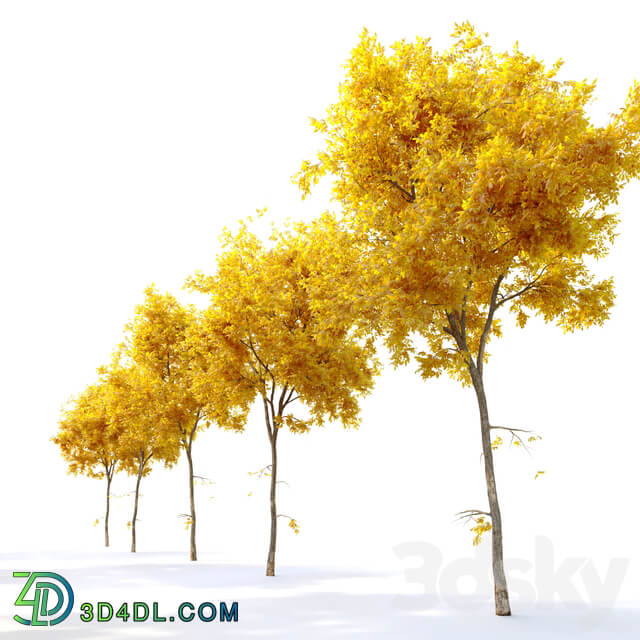 Autumn Ulmus parvifolia dynasty Dynasty chinese elm 