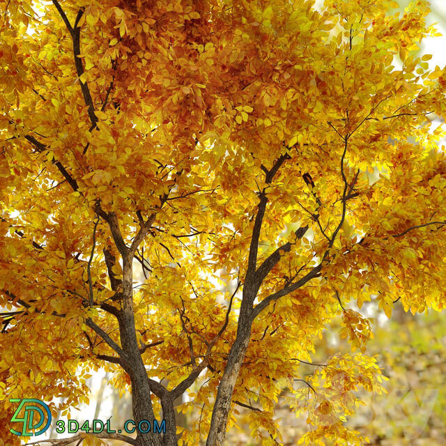 Autumn Ulmus parvifolia dynasty Dynasty chinese elm 