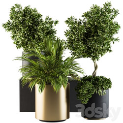 indoor Plant Set 90 Black and Gold 