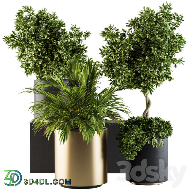 indoor Plant Set 90 Black and Gold