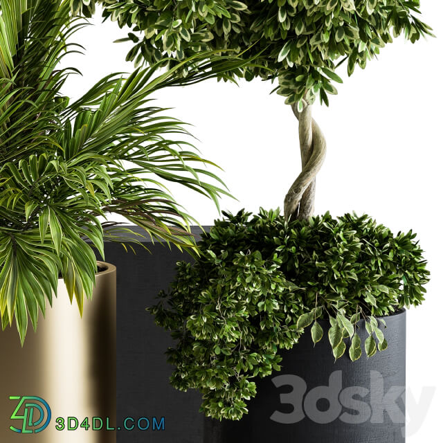 indoor Plant Set 90 Black and Gold