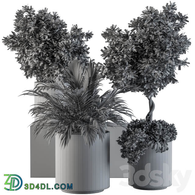 indoor Plant Set 90 Black and Gold