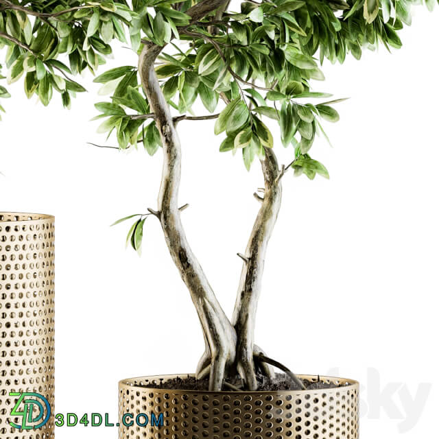 indoor Plant Set 91 bonsai ficus benjamina