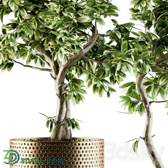 indoor Plant Set 91 bonsai ficus benjamina