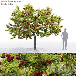 Apple tree 3D Models 