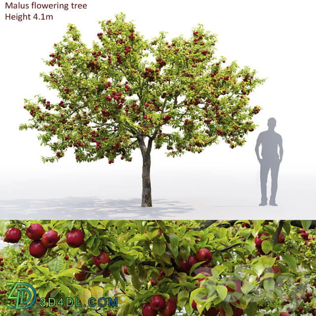 Apple tree 3D Models