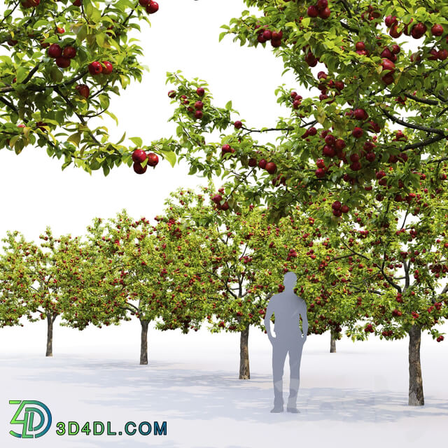 Apple tree 3D Models