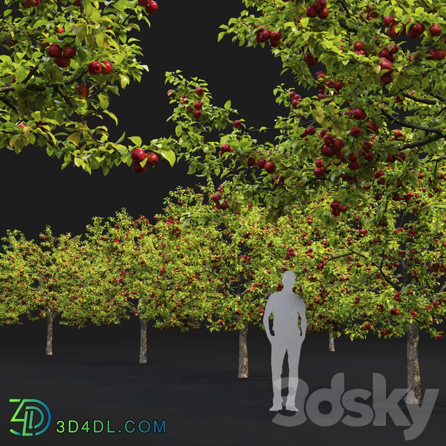 Apple tree 3D Models