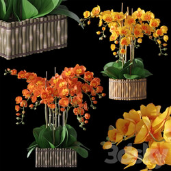Orchids 3 