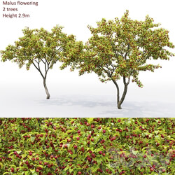 Malus tree 3D Models 