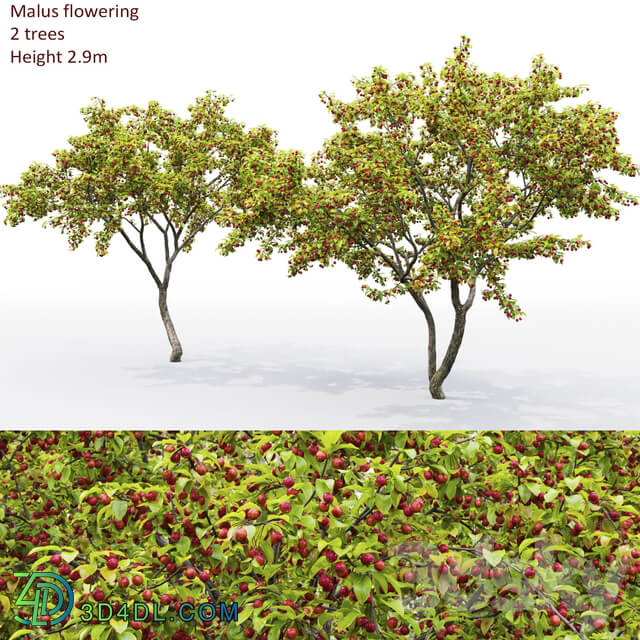 Malus tree 3D Models