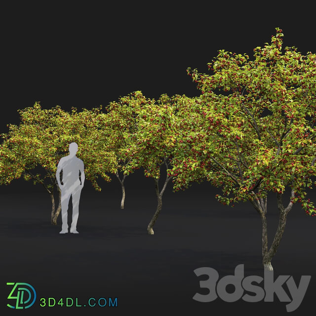 Malus tree 3D Models