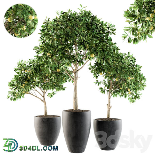 Outdoor Plants lemon tree Set 97