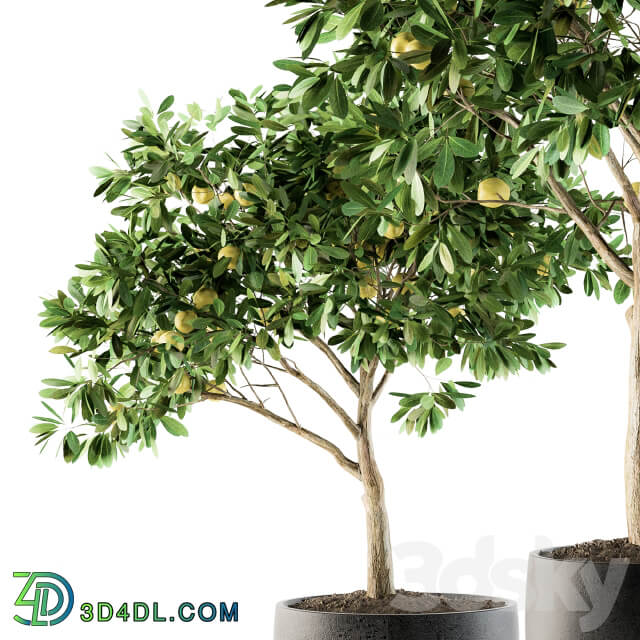 Outdoor Plants lemon tree Set 97