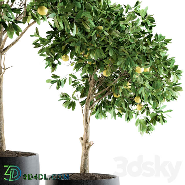 Outdoor Plants lemon tree Set 97