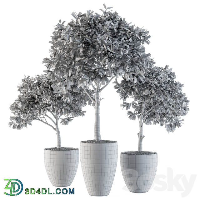 Outdoor Plants lemon tree Set 97