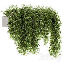 indoor Plant Set 98 Hanging Plants 