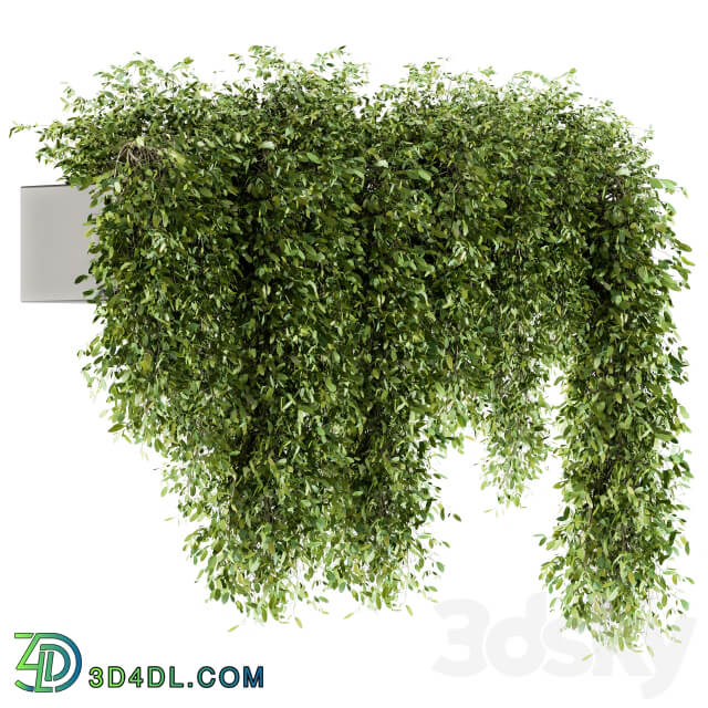 indoor Plant Set 98 Hanging Plants