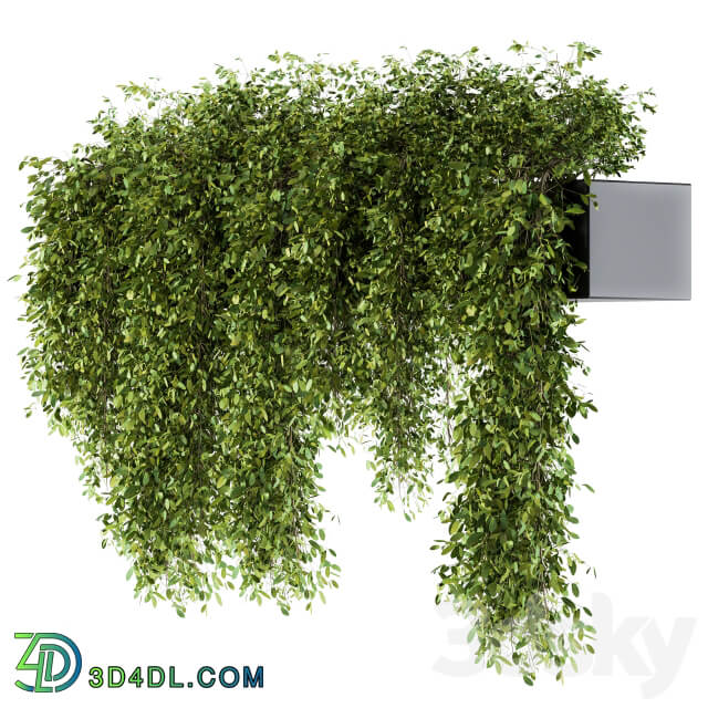 indoor Plant Set 98 Hanging Plants