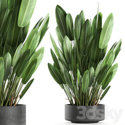 Plant collection 740. strelitzia concrete pot outdoor flowerpot thickets strelitzia bush outdoor 3D Models 
