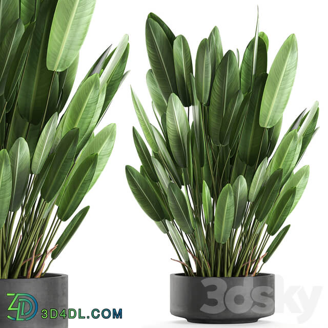 Plant collection 740. strelitzia concrete pot outdoor flowerpot thickets strelitzia bush outdoor 3D Models