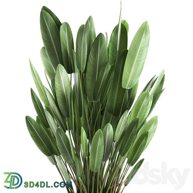 Plant collection 740. strelitzia concrete pot outdoor flowerpot thickets strelitzia bush outdoor 3D Models