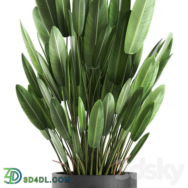 Plant collection 740. strelitzia concrete pot outdoor flowerpot thickets strelitzia bush outdoor 3D Models