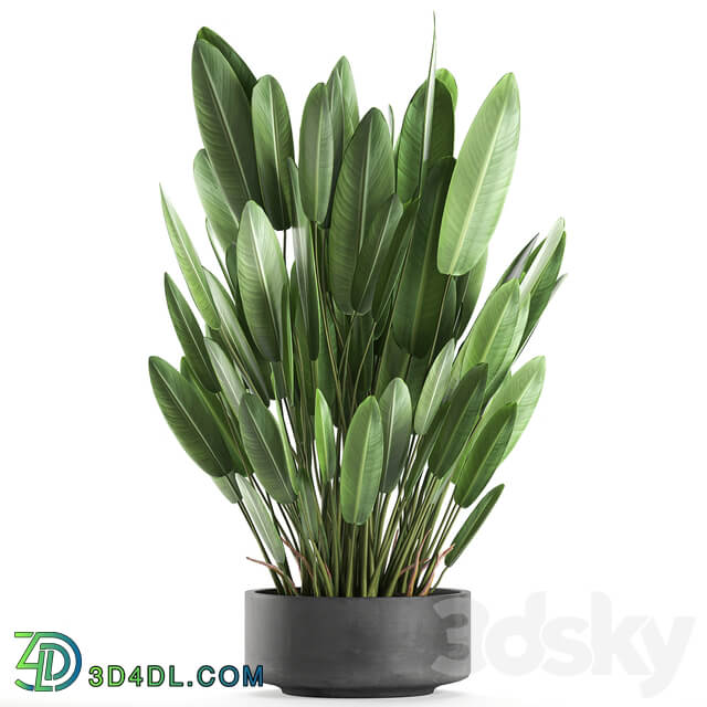 Plant collection 740. strelitzia concrete pot outdoor flowerpot thickets strelitzia bush outdoor 3D Models