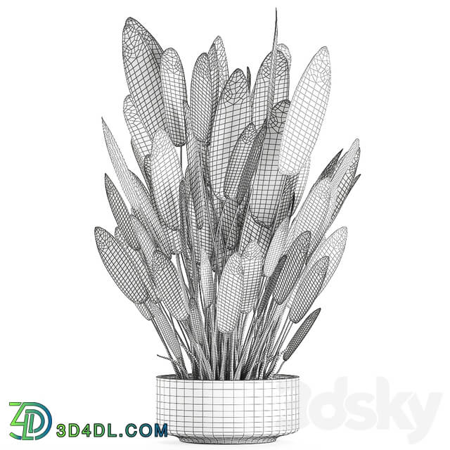 Plant collection 740. strelitzia concrete pot outdoor flowerpot thickets strelitzia bush outdoor 3D Models