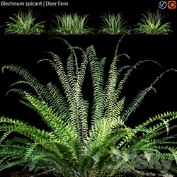 Blechnum spicant Deer Fern 02 