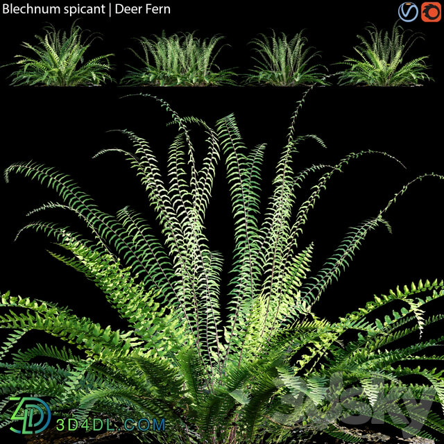 Blechnum spicant Deer Fern 02