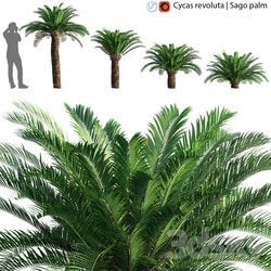 Cycas revoluta Sago palm 02 