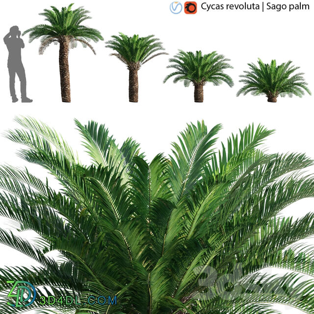 Cycas revoluta Sago palm 02