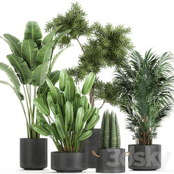 Plant collection 754. 3D Models 