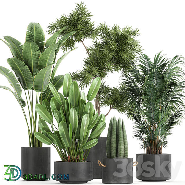 Plant collection 754. 3D Models