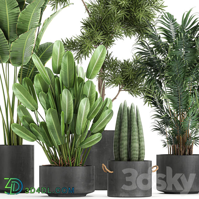 Plant collection 754. 3D Models