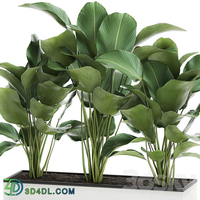 Plant collection 754. 3D Models