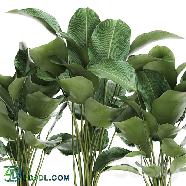 Plant collection 754. 3D Models