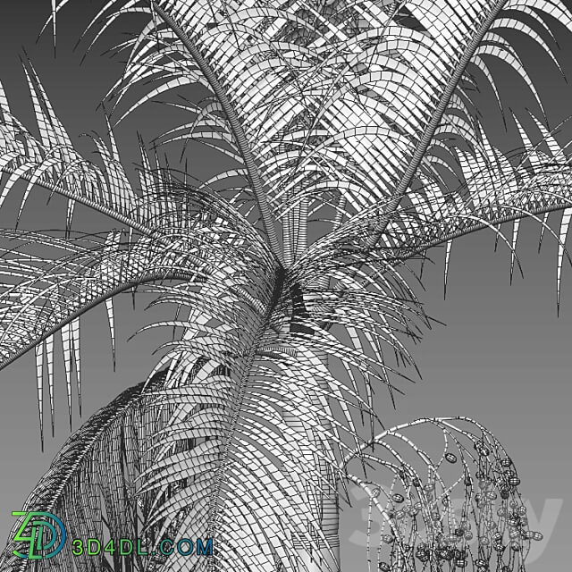 Archontophoenix cunninghamiana King Palm 01 3D Models