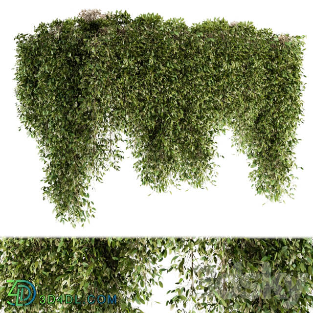 Outdoor Plant Set 96 Hanging Plants