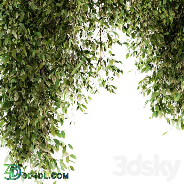 Outdoor Plant Set 96 Hanging Plants