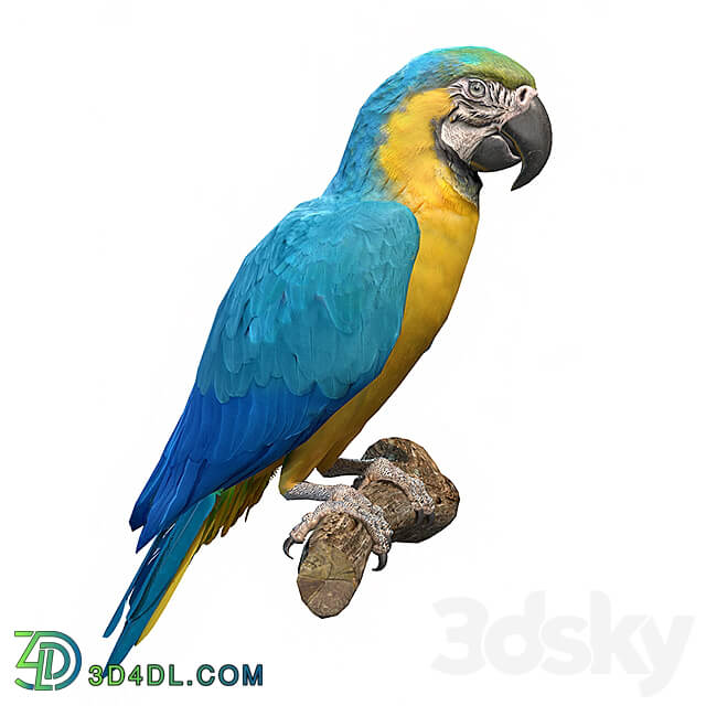 Blue and yellow macaw