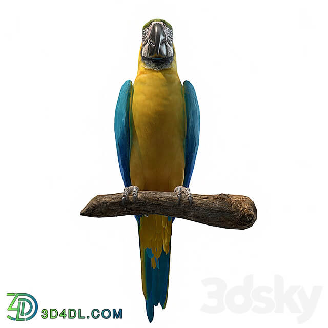 Blue and yellow macaw