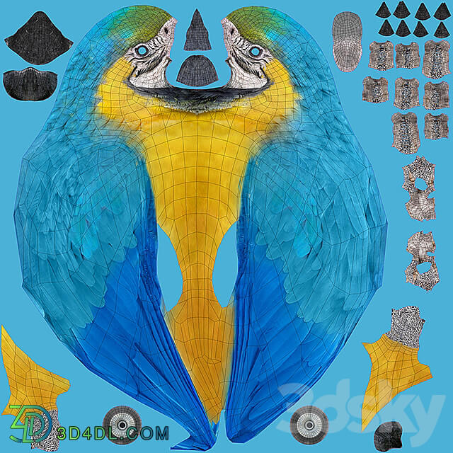 Blue and yellow macaw