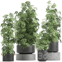 Plant collection 770. Hemp Marijuana cannabis black pot flowerpot cannabis concrete bushes industrial style 3D Models 