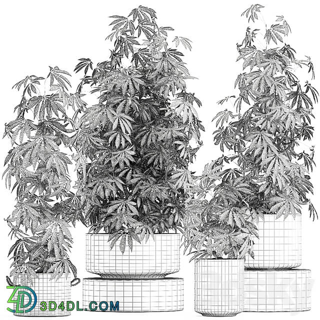 Plant collection 770. Hemp Marijuana cannabis black pot flowerpot cannabis concrete bushes industrial style 3D Models