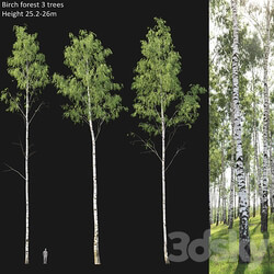 Birch forest part 1 