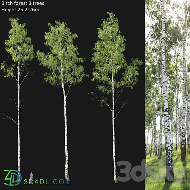 Birch forest part 1