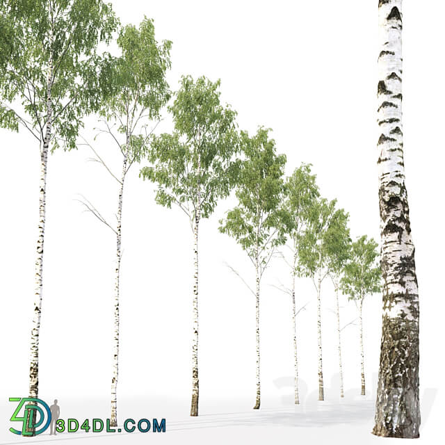 Birch forest part 1