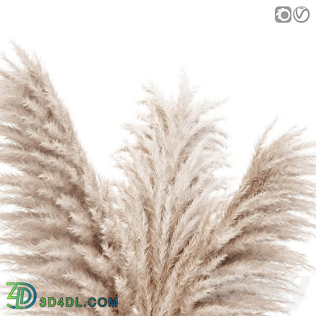 Pampas grass in glass vase 7